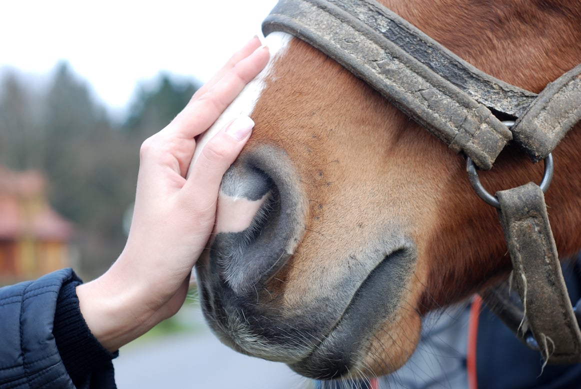 Human and horse